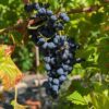 Belle grappe de raisins blue sweet sur plante