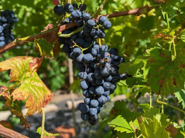 Belle grappe de raisins blue sweet sur plante