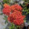 achillea millefolium rouge