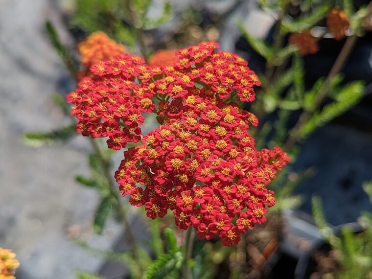 achillea-millefolium-rouge-red-rock-23-5