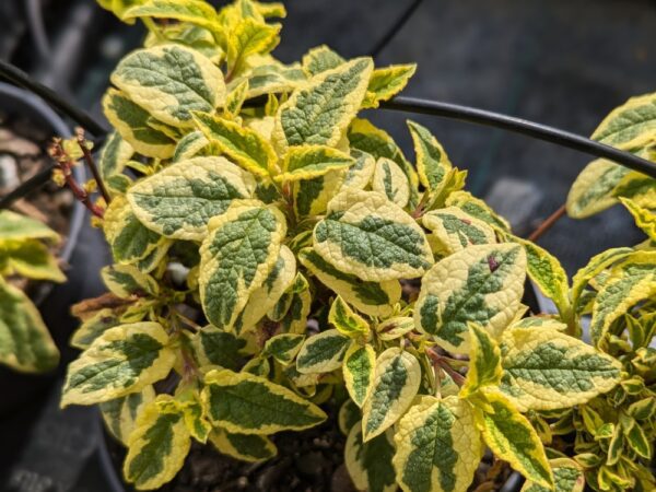Feuillage panaché vert et jaune du Cistus corbariensis Little Miss Sunshine