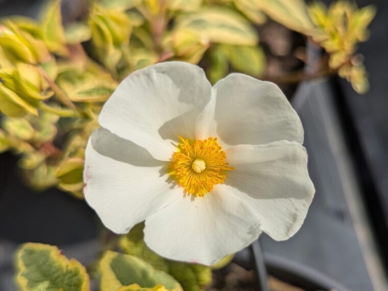 cistus-corbariensis-little-miss-sunshine