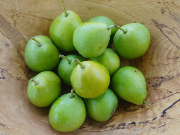 poirier de xinjiang de couleur verte