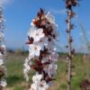 Myrobolan à fruit comestible Crimson Pointe - floraison blanche