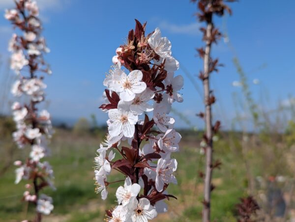 Myrobolan à fruit comestible Crimson Pointe - floraison blanche