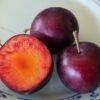 fruits rouge violets à chair orange du prune abricot Honey Punch