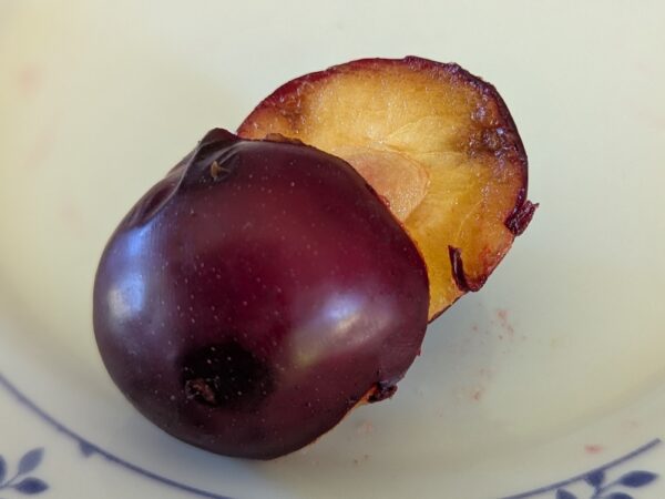 prune Kubanski Cherna