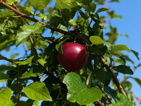 Fruit de l'hybride interspécifique Kubanski cherny, dans l'arbre