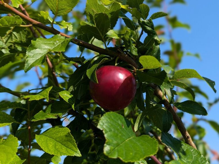 prunus-kubanski-cherny