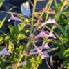Salvia scabra, fleurs bleues tubulaires sur font vert de feuillage