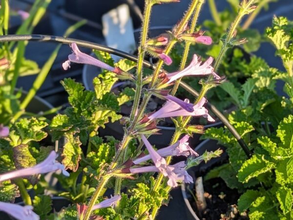 Salvia scabra, fleurs bleues tubulaires sur font vert de feuillage