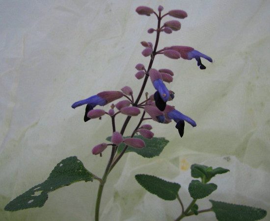 salvia-semiatrata
