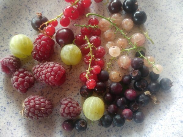 diverses fruits rouges avec groseille à maquereaux Invicta