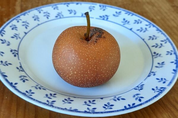 Fruit du Pyrus pyrifolia Seuri