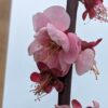 fleur rose clair du Prunus mume sélection à fruit