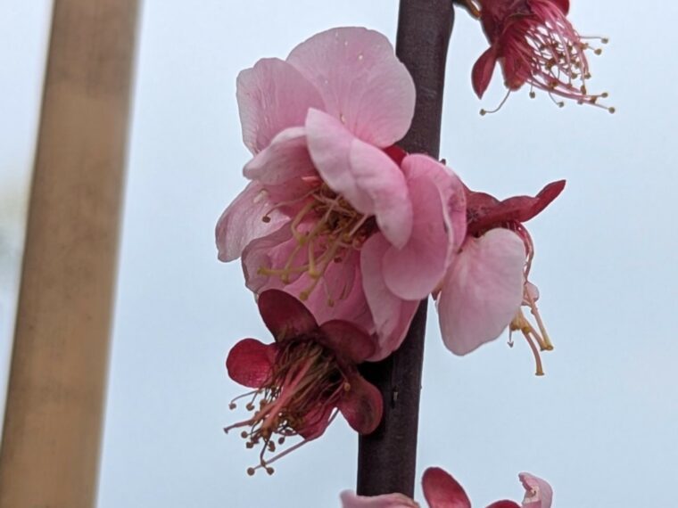 prunus-mume-fruit-