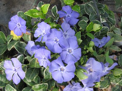 vinca-minor-variegata