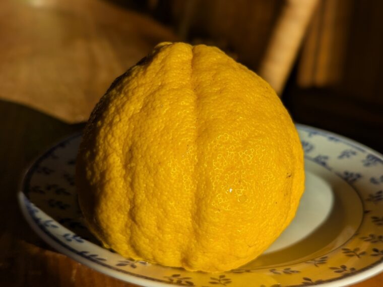 citrus-oboveida-jokan-25-12