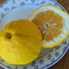 pomelo oboveida Jokan est un des pomelos les plus résistant au froid. La chair ferme est bien sucré et parfumé
