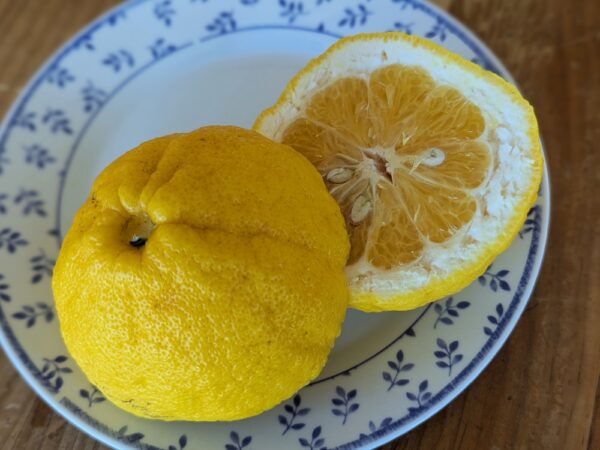 pomelo oboveida Jokan est un des pomelos les plus résistant au froid. La chair ferme est bien sucré et parfumé
