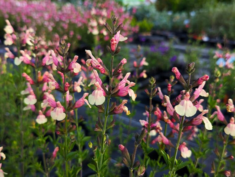 salvia-sierra-san-antonio-25-5