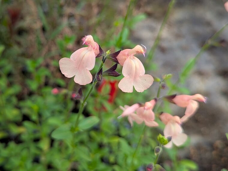 salvia-st-jean-de-beauregard