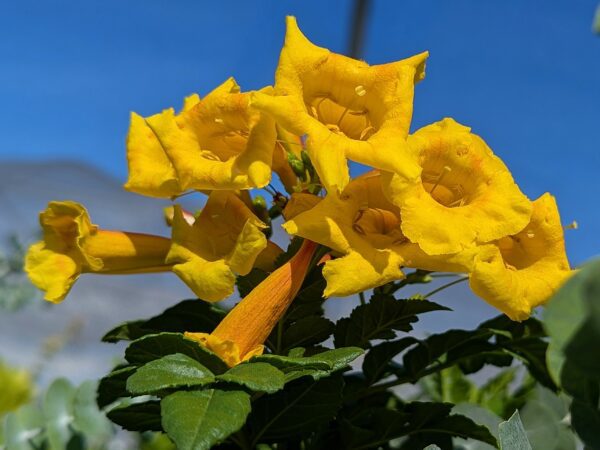 Fleurs jaunes vif de Tecomara capensis Tropical Twist sur fond de ciel bleu
