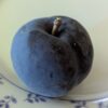 Hybride interspécifique complexe entre une prune et un abricot