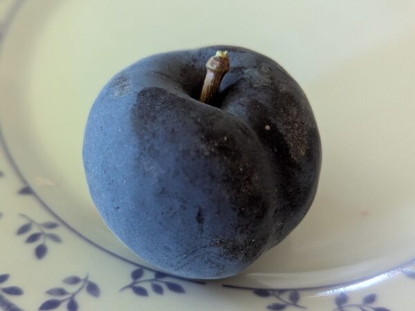 Hybride interspécifique complexe entre une prune et un abricot