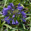 Agapanthe Ever Sapphire: boules de grandes fleurs bleu saphir sur des tiges d'environ 40 cm. Magnifique