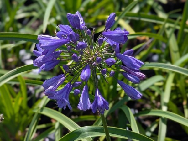 Agapanthe Ever Sapphire: boules de grandes fleurs bleu saphir sur des tiges d'environ 40 cm. Magnifique