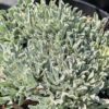 Feuillage gris argenté du couvre sol pour le jardin sec Antennaria dioica