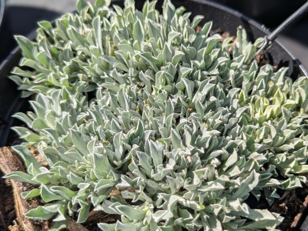 Feuillage gris argenté du couvre sol pour le jardin sec Antennaria dioica