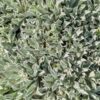 Feuillage gris argenté du couvre sol Antennaria dioica, pied de chat