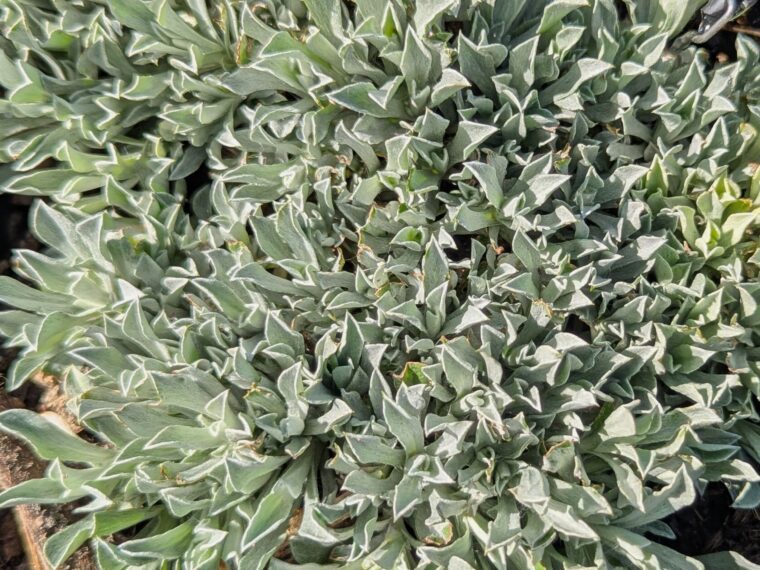 antennaria-dioica