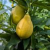 Fruit mûr du Citrus Mak Nao San sur l'arbre