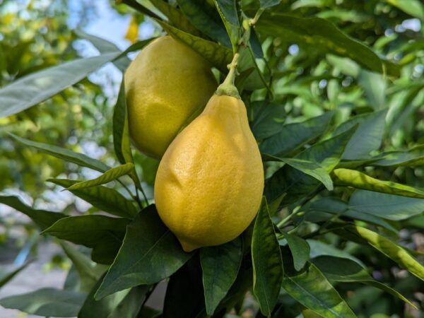 Fruit mûr du Citrus Mak Nao San sur l'arbre