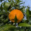 Fruit orange du mandarinier Avana apyreno dans l'arbre
