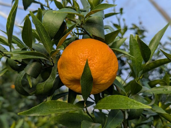 Fruit orange du mandarinier Avana apyreno dans l'arbre