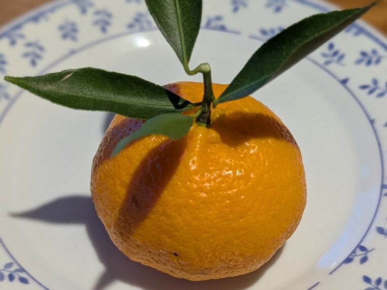 citrus-reticulata-avana-apyreno-