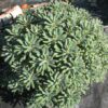 La plante Euphorbia characias Portugese velvet forme une boule