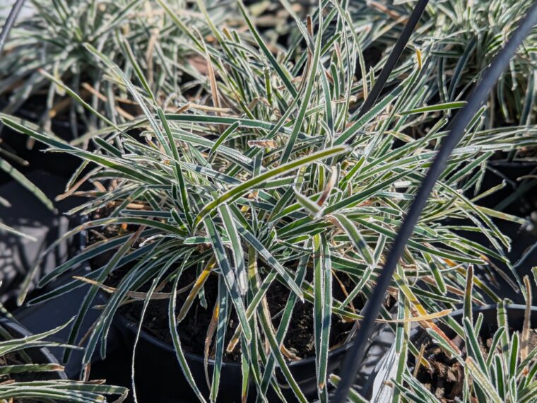 ficinia-ice-crystal-