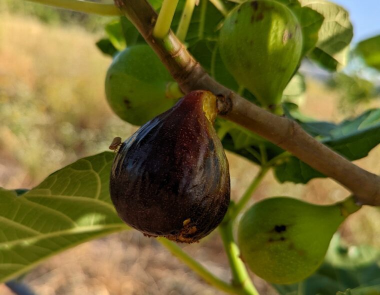 ficus-carica-marseille-black