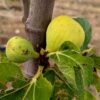 Figues jaunes du Ficguier marocain Taamriouth, sur l'arbre