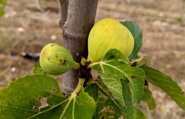 Figues jaunes du Ficguier marocain Taamriouth, sur l'arbre