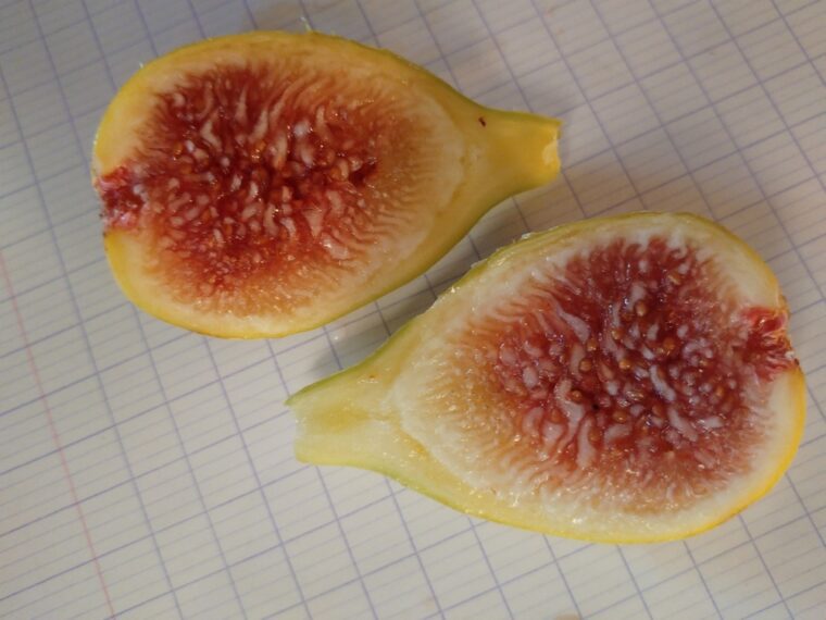 ficus-carica-taamriouth-open