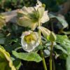 Helleborus niger avec fleurs blanches