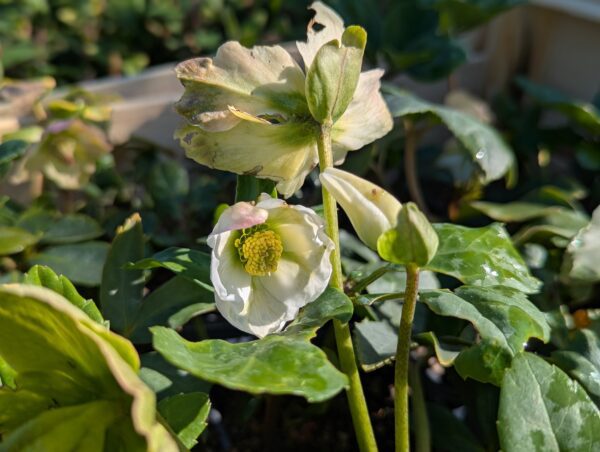 Helleborus niger avec fleurs blanches