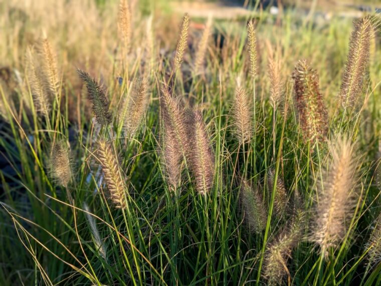 pennisetum-aloecuperoides-moudry-25-9-15