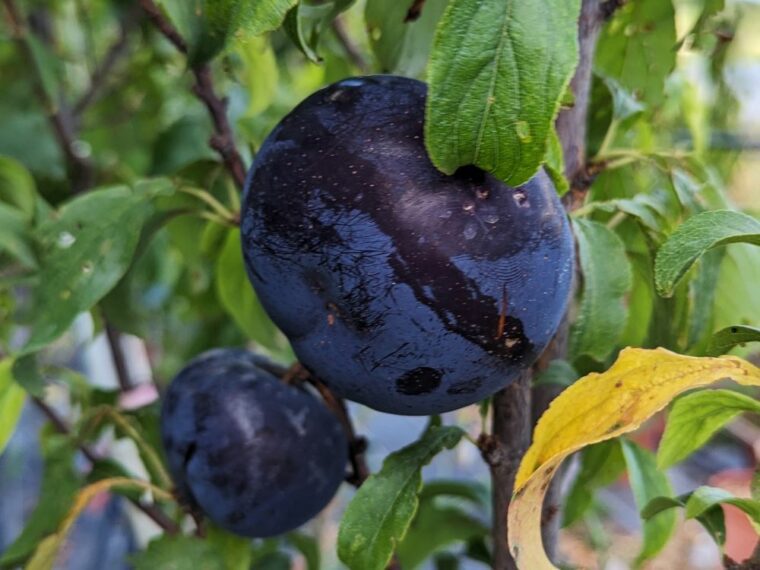 prunus-domestica-joganta